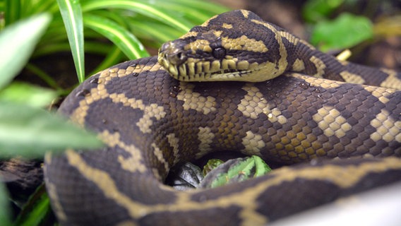 Eine Schlange (Rautenpython). (Themenbild) © picture alliance / dpa Themendienst | Andrea Warnecke Foto: Andrea Warnecke