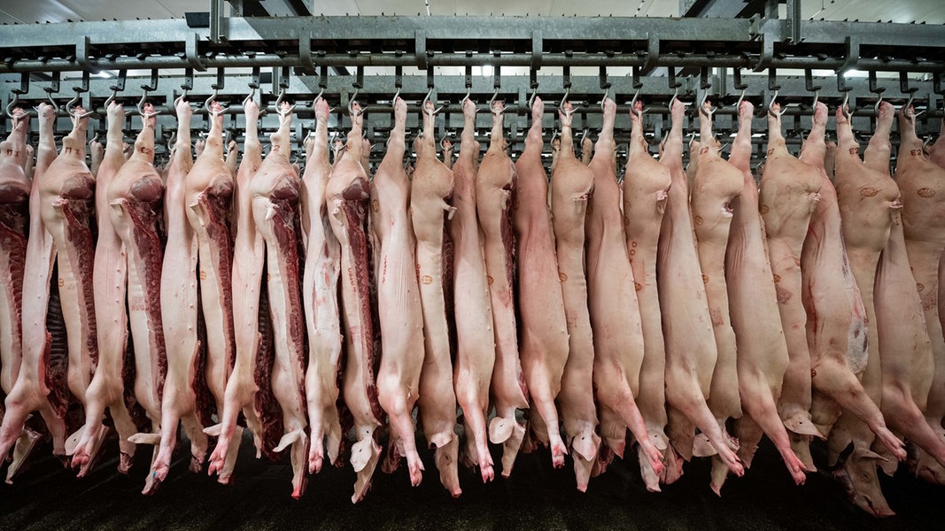Halbierte Schweine hängen in einer Reihe an Haken in einem Schlachtbetrieb.