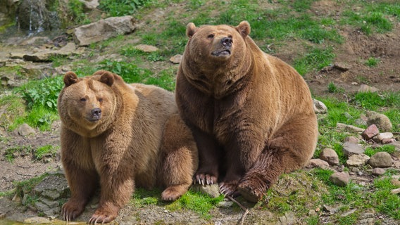 Zwillingspaar Braunbären © Wisentgehege Springe 