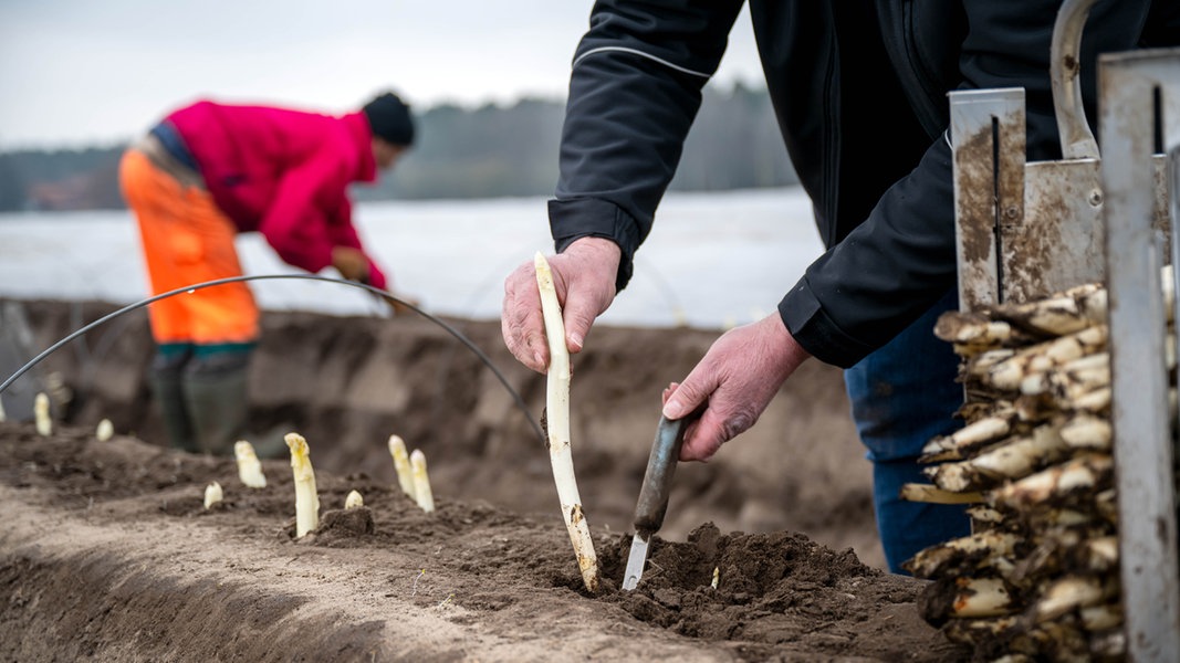 Arbeiter stechen Spargel auf einem Feld in Niedersachsen.