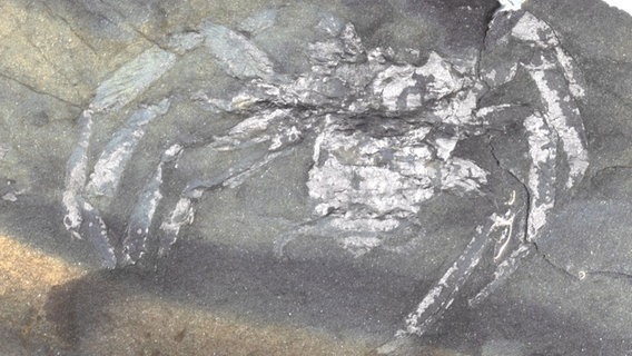 Das Fossil der "Arthrolycosa wolterbeeki" wurde im Steinbruch Piesberg bei Osnabrück gefunden. © Museum für Naturkunde Berlin Foto: Jason Dunlop