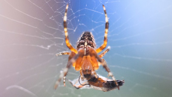 Eine Kreuzspinne (Araneus) sitzt mit einem gefangenen Insekt in ihrem Spinnennetz. © dpa-Bildfunk Foto: Julian Stratenschulte