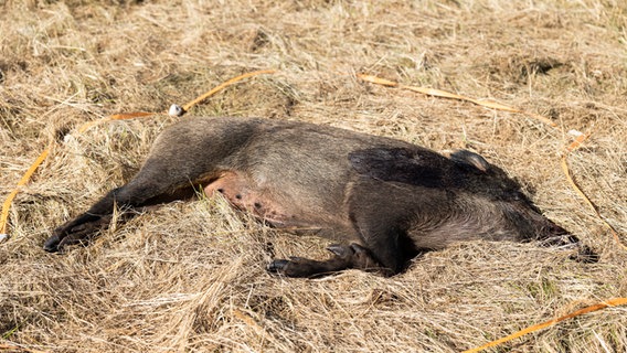 Eschede: Ein totes Wildschwein liegt bei einer Übung zur Afrikanischen Schweinepest auf dem Boden. © dpa-Bildfunk Foto: Michael Matthey