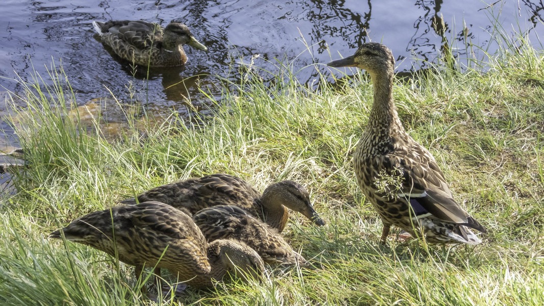 Vogelgrippe in SH: 30 neue Fälle bei Wildvögeln | NDR.de ...