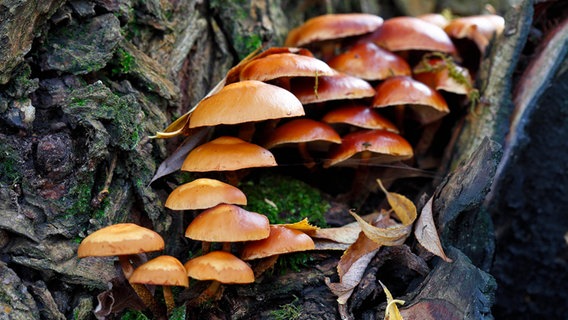 Stockschwämmchen wachsen an einem Baum. © picture alliance/imageBROKER | Volker Lautenbach Foto: Volker Lautenbach