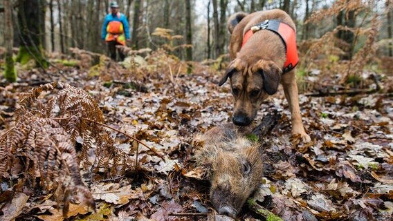 Der Suchhund "Otto" spürt einen Wildschweinkadaver auf, der in einem Laubwald liegt. © dpa - Bildfunk Foto: Oliver Dietze