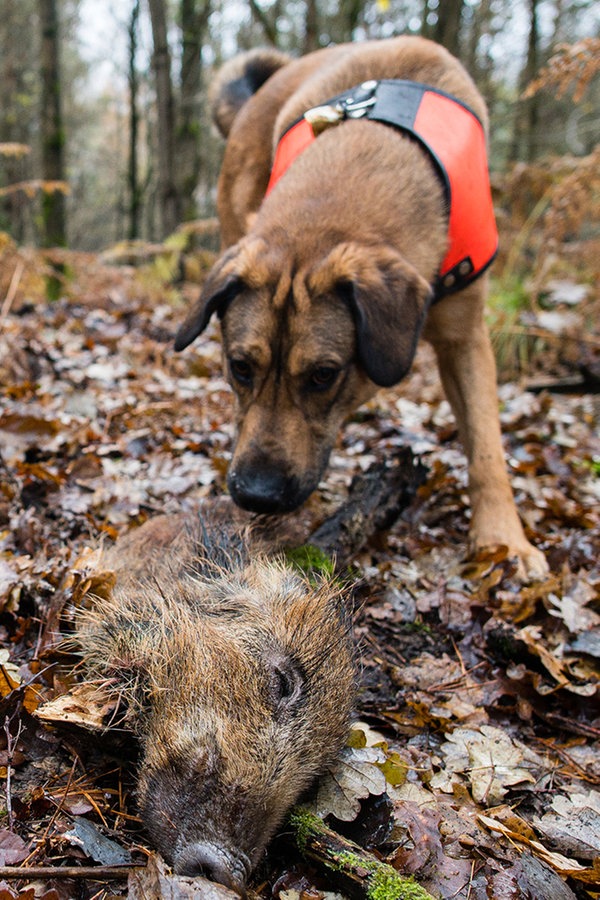 Afrikanische Schweinepest Hunde sollen helfen NDR.de Nachrichten