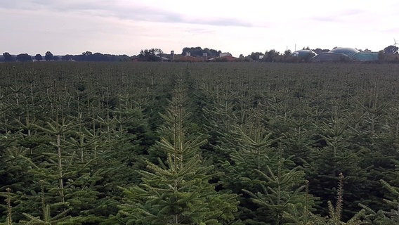 Viele Nadelbäume stehen in Reih und Glied auf einem Feld. © NDR Foto: Hedwig Ahrens