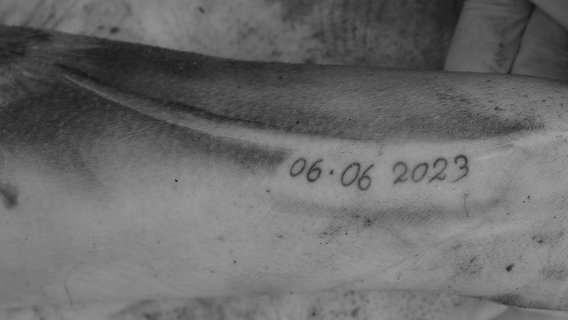 Ein Blumen-Tattoo mit dem Datum 06.06.2023. © Polizei Peine 