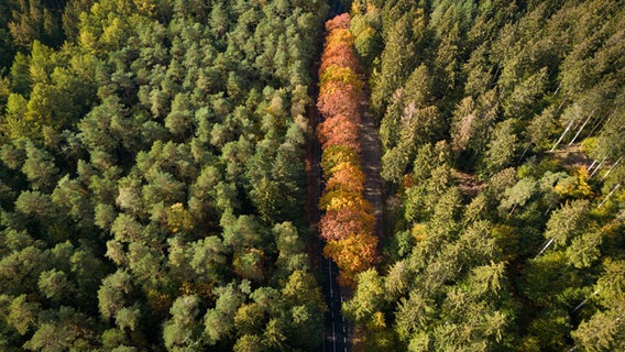 Eine Luftaufnahme zeigt zahlreiche herbstlich verfärbte Bäume säumen eine Straße, die durch einen Wald führt. © dpa -picture alliance Foto: Daniel Reinhardt