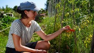 Nora Eifert vom Projekt "Essbarer Waldgarten" in Göttingen pflückt selbst angebaute Tomaten. © NDR Foto: Sabrina Bonin