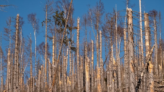 Zahlreiche abgestorbene Nadelbäume sind bei einem Aufstieg zum Brocken im Harz zu sehen. © picture alliance/dpa/Bodo Marks Foto: Bodo Marks