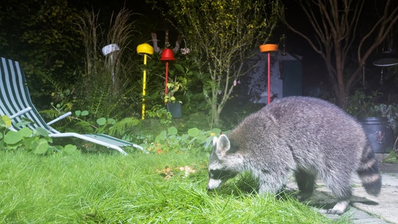 Ein Waschbär zieht durch einen Garten. (Themenbild) © picture alliance / nordphoto GmbH / Tauchnitz | nordphoto GmbH / Tauchnitz 