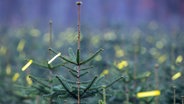 Weihnachtsbäume stehen auf einer Plantage. © picture alliance/dpa/dpa-Zentralbild | Jens Büttner Foto: Jens Büttner