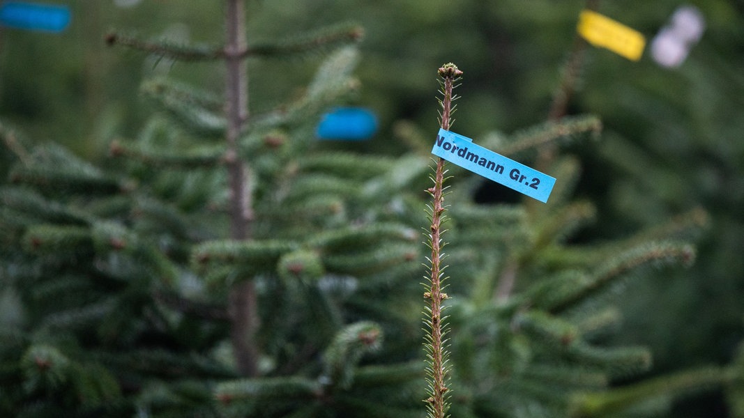 Lange Adventszeit Manche brauchen zwei Weihnachtsbäume NDR.de