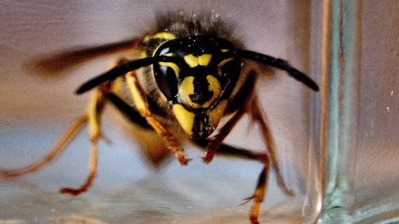 Eine Wespe sitzt in einem Glas. © picture alliance/dpa Foto: Stefan Jaitner