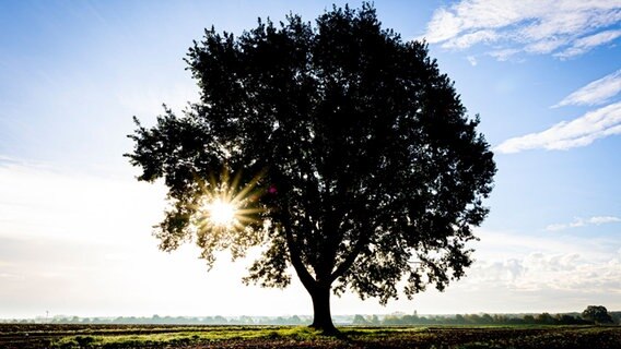 Ein Baum zeichnet sich dunkel vor blauem Himmel ab. Die Sonne scheint durch die Zweige. © Moritz Frankenberg/dpa Foto: Moritz Frankenberg/dpa