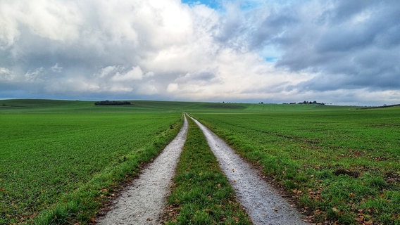 Ein Weg führt über eine grüne Wiese. © NDR Foto: Katharina Klassen