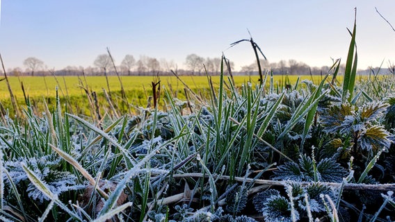 Frost auf einer Wiese in Lathen. © NDR Foto: Hildegard Albert