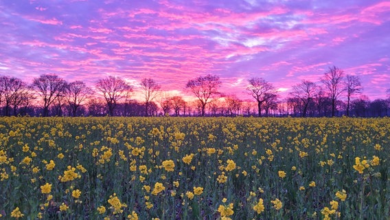 Himmelsröte über ein Rapsfeld in Uplengen kurz vor dem Sonnenaufgang. © NDR Foto: Marion Holtz