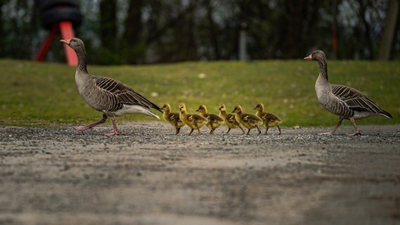 Eine Gänsefamilie läuft zu einer Insel in der Nähe des Steinhuder Meeres. © NDR Foto: Uwe Bohlens