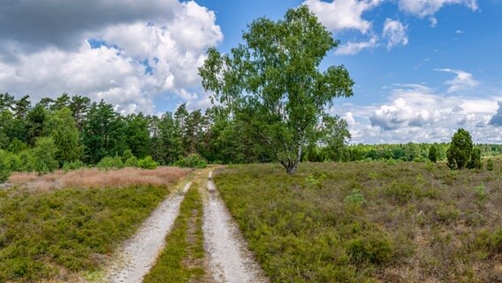 Die Dethlinger Heide bei Munster © NDR Foto: Wiking Dürre