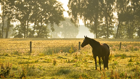 Pferd auf einer Weide in Warmsen (Samtgemeinde Uchte im Landkreis Nienburg/Weser). © NDR Foto: Christian Ravenstein