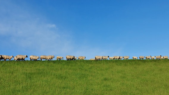 Schafe stehen auf einem Deich bei Utlandshörn. © NDR Foto: Dorothee Ahlheim