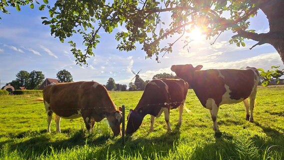 Kühe stehen auf einer Weide in Spetzerfehn. © NDR Foto: Marion Holtz