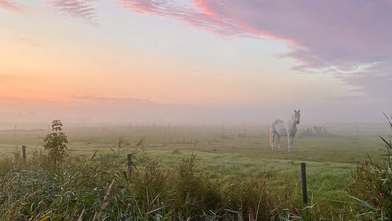 Ein Pferd steht am frühen Morgen auf einer Weide bei Pewsum. © NDR Foto: Birgit Stille