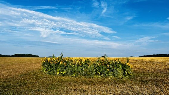 Blumen stehen auf einer Wiese. © NDR Foto: Anita Schimke