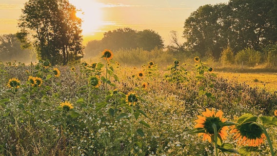 Sonnenblumen stehen auf einem Feld bei Marklohe. © NDR Foto: Tanja Scheer