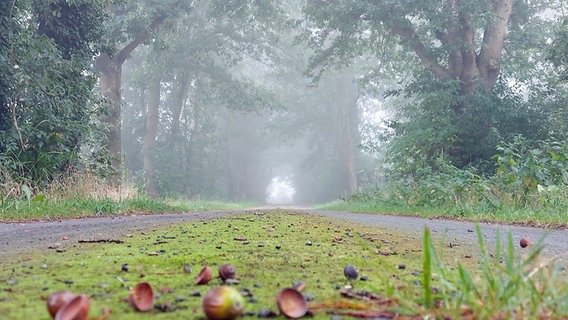 Morgennebel ist in einer Allee in Emlichheim in der Grafschaft Bentheim zu sehen. © NDR Foto: Hilda Slaar