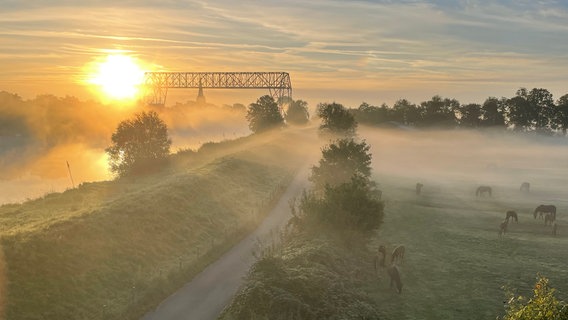 Pferde grasen bei nebeligem Sonnenaufgang am Deich in Osten. © NDR Foto: Tanja Krack