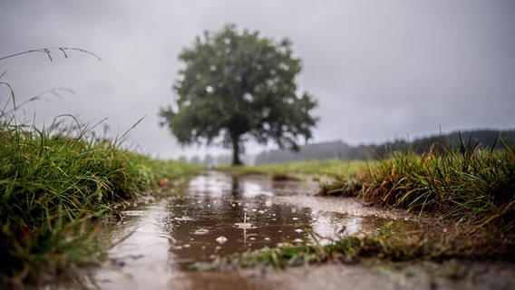 Eine Regenpfütze hat sich vor einer Eiche in Binnen im Landkreis Nienburg gebildet. © NDR Foto: Christian Ravenstein