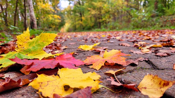 Herbstlich verfärbtes Laub liegt auf einem Weg in Gifhorn. © NDR Foto: Inge Baube