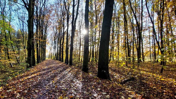 Die Sonne scheint in einem Waldstück bei Dinklage. © NDR Foto: Sandra Bittner-Hellbernd