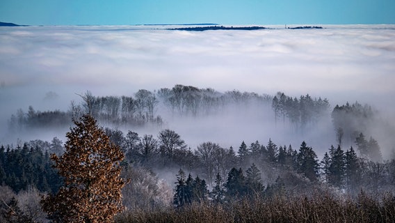 Ein Waldstück ist wolkenverhangen. © NDR Foto: Werner Brand