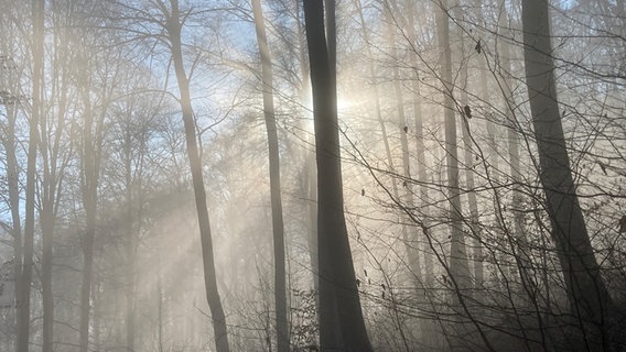 Die Sonne leuchtet im Deister. © NDR Foto: Rolf Steinberg