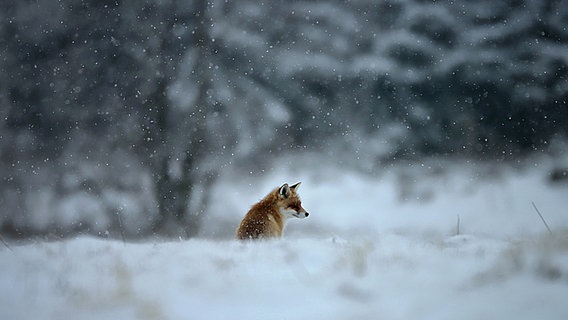 Ein Fuchs sitzt bei Clausthal Zellerfeld im Schnee. © NDR Foto: Christian Würzbach