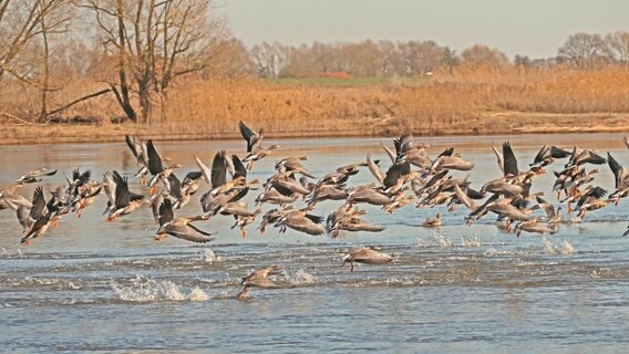 Wildgänse fliegen über der Elbe bei Hitzacker. © NDR Foto: Uwe Bellstorf