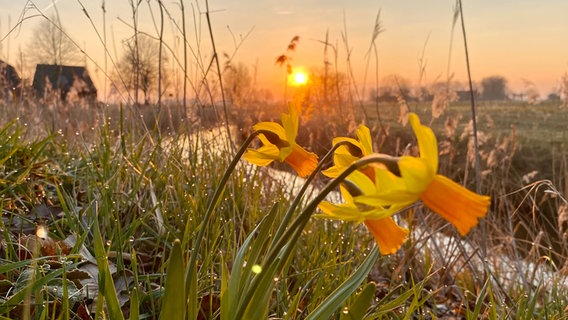 Blumen blühen bei Sonnenaufgang in Uttum. © NDR Foto: Birgit Stille