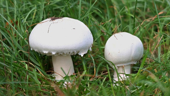 Wiesenchampignons wachsen auf einer Wiese. © picture alliance / blickwinkel/H. Duty | Holger Duty Foto: Holger Duty