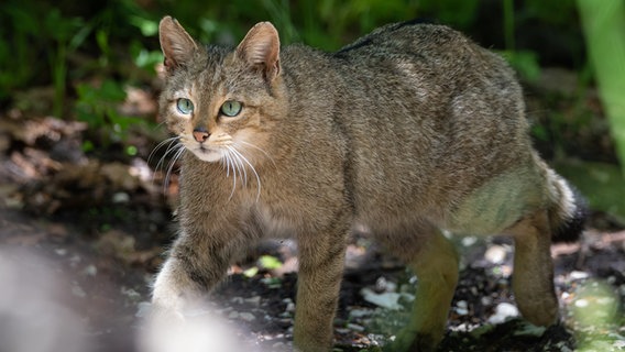 Eine Wildkatze läuft durch einen Wald. © Niedersächsische Landesforsten 