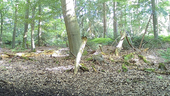 Die Aufnahme einer Fotofalle zeigt eine Wildkatze in einem Waldstück. © Klaus Feldmann Foto: Klaus Feldmann