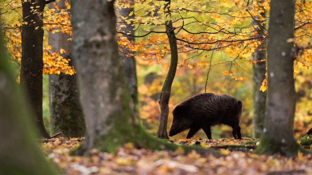 Erschwerte Bedingungen Wildschweinjagd In Corona Zeiten Ndr De Nachrichten Mecklenburg Vorpommern