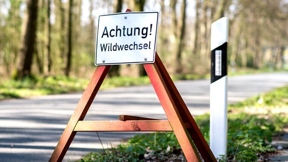 Ein Verkehrsschild mit der Aufschrift "Achtung! Wildwechsel" steht am Rand einer Straße. © picture alliance Foto: Hauke-Christian Dittrich