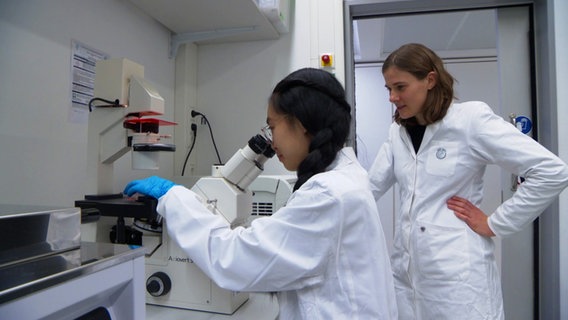 Marieke Oudelaar und Ngoc Tran Bich Cao vom Max-Planck-Instituts für multidisziplinäre Naturwissenschaften in Göttingen schauen Zellen durch ein Mikroskop an. © NDR 