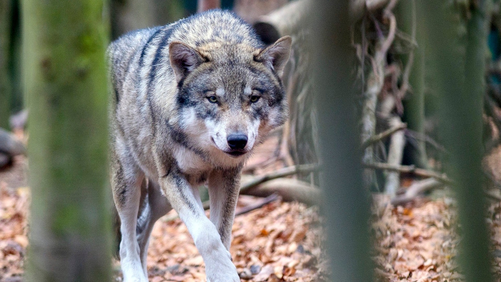 Erneut Wölfe in Hamburg gesichtet