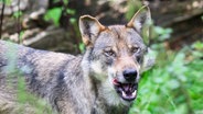 Ein Wolf steht im Gehege im Wisentgehege Springe und leckt sich das Maul. © picture alliance/dpa Foto: Julian Stratenschulte